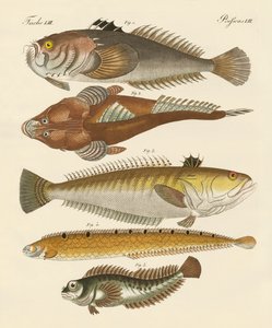 Konstig fisk (färgad gravyr) av German School