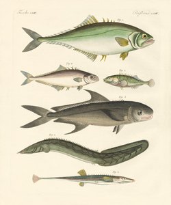 Konstig fisk (färgad gravyr) av German School