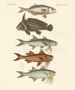 Konstig fisk (färgad gravyr) av German School