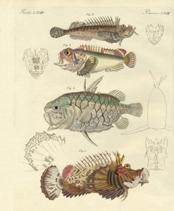Konstig fisk (färgad gravyr) av German School