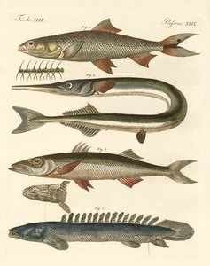 Konstig fisk (färgad gravyr) av German School