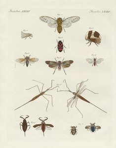 Konstiga insekter (färgad gravyr) av German School