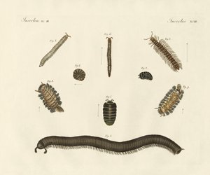 Konstiga insekter (färgad gravyr) av German School
