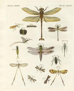 Konstiga insekter av German School