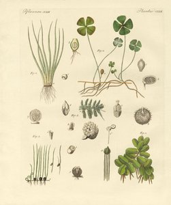 Konstiga växter (färgad gravyr) av German School