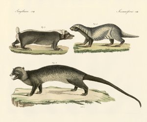 Konstiga skunks (färgad gravyr) av German School