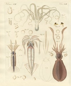 Konstiga mjukmaskar (färgad gravyr) av German School