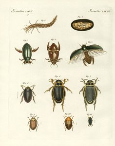 Strange swimming beetles (coloured engraving) av German School