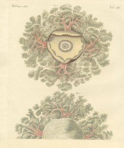 Konstiga maskar (färgad gravyr) av German School