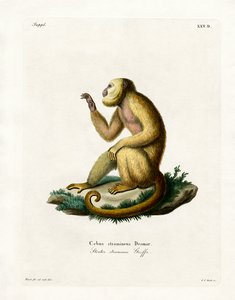 Halmfärgad Howler (färgad gravyr) av German School