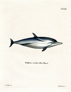 Randig delfin (färgad gravyr) av German School