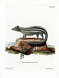Randig Skunk (färgad gravyr) av German School