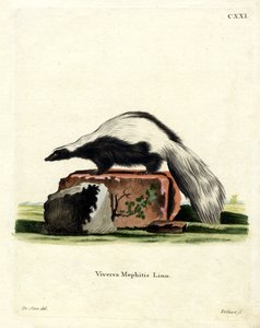 Randig Skunk (färgad gravyr) av German School