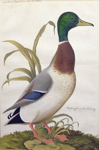 Studie av en gräsand, ca 1790 (wc med gouache på papper)