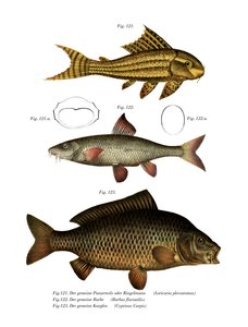 Suckermouth Catfish (färg litho) av German School