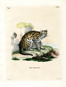 Sunda Clouded Leopard (färgad gravyr) av German School