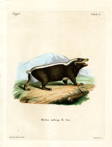 Sunda Stink Badger (färgad gravyr) av German School