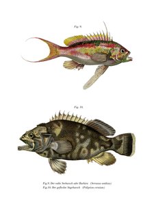 Swallowtail Sea abborre (färg litho) av German School