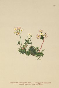 Sweetflower Rockjasmine (Androsace Chamaejasme) av German School