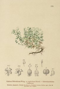 Swiss bedstraw (Swiss Galium, Galium rupicolum, Galium megalospermum) av German School