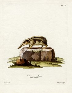 Tailless Tenrec (färgad gravyr) av German School