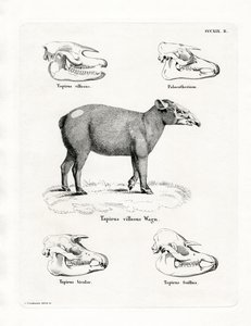 Tapirskallar (färgad gravyr) av German School