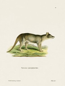 Tasmanian Tiger (färgad gravyr) av German School