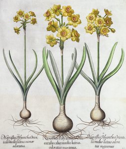 Tazetta Narcissi, från Hortus Eystettensis av Basil Besler (1561-1629), pub. 1613 (handfärgad gravyr) av German School