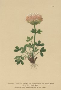 Thalsklöver (Trifolium Thalii, Trifolium caespitosum) av German School