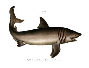 Basking Shark (färg litho) av German School