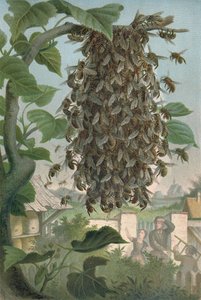 Binaboet, sent 1800-tal av German School