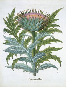 The Cardoon, från Hortus Eystettensis av Basil Besler (1561-1629), pub. 1613 (handfärgad gravyr) av German School