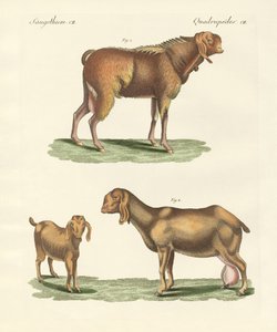 Den egyptiska geten (färgad gravyr) av German School