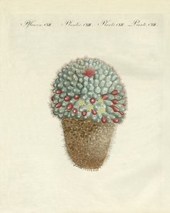 Den bröstformade melontisteln (färgad gravyr) av German School