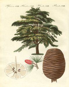 Cederträ från Libanon (färgad gravyr) av German School