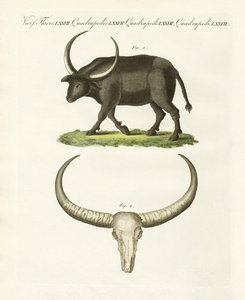 Jättebuffeln (färgad gravyr) av German School