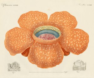Den största av alla kända blommor (färgad gravyr) av German School