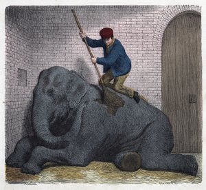 Lilli-elefantens morgontoalett. I "" Wenn Jemand eine Reise thut, so kann er was erzahlen"" (När någon reser, detta är vad han kan berätta), tysk saga av Franz Wiedemann av German School