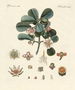 Den rosa färgade clusia (färgad gravyr) av German School
