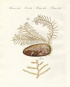 Den sertulariska hydroiden (färgad gravyr) av German School