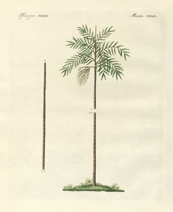 Den smala handflatan av New Ireland (färgad gravyr) av German School