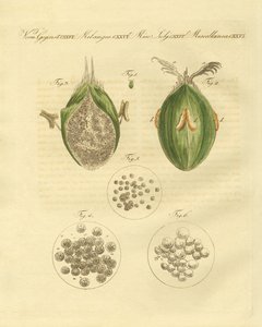 Vetets ustilaginomycotina (färgad gravyr) av German School