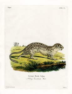 Trettonfodrad Ground Squirrel (färgad gravyr) av German School