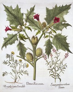 Thorn Apple, Germander och Purple Toadlin, från Hortus Eystettensis, av Basil Besler (1561-1629), pub. 1613 (handfärgad gravyr) av German School