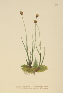 Treskrov Rush (Juncus triglumis) av German School