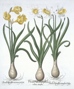 Tre Pseudo-Narcissi, från Hortus Eystettensis, av Basil Besler (1561-1629) pub. 1613 (handfärgad gravyr) av German School