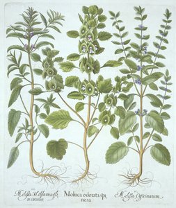 Tre typer av balsam, från Hortus Eystettensis, av Basil Besler (1561-1629), pub. 1613 (handfärgad gravyr) av German School