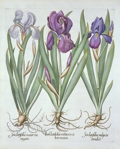 Tre sorter av rhizomatous skäggig iris, från Hortus Eystettensis, av Basil Besler (1561-1629) pub. 1613 av German School