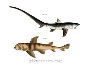 Thresher Shark (färg litho) av German School