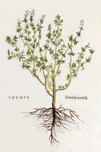 Thymus [timjan], illustration från De historia stirpium commentarii insignes av Leonhard Fuchs, publicerad 1542 (färgat träsnitt) av German School